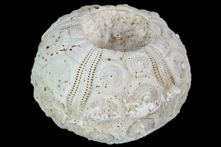 Fossil Sea Urchin (Drocidaris) - Morocco #104505